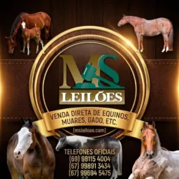 🐎 VENDA DIRETA - MS LEILÕES 1 🇺🇸🇧🇷