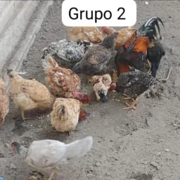 Vendas Trocas Catira Tudo Divinópolis 🐕🐖🐑🐄🐀🐹🐰🐇🐓🐥🦜🦚