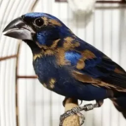 Vendas & Trocas🕊️🦜 Oficial Itatuba & Região.