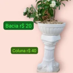 Bacias para flor do deserto e jarros e plantas e vendas em geral