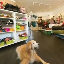 PET SHOP RJ , SERVIÇOS PET🐩🐕🦺🐈🐴