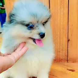 🐩MUNDO dos PET🐕 vendas e adoçães de cães de todas as raças toda região DD.do Pará.🐾💙🐾💖🐾❣️🐾🩵🐾💚🐾