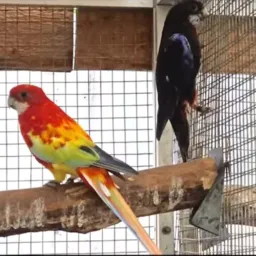 Apaixonados por Roselas🦜