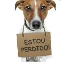 🐶🐱Pets perdidos Boa Vista e região