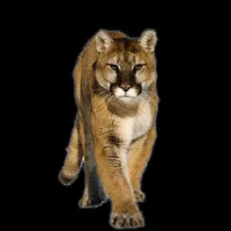 Novo puma