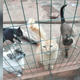 Assoc. Proteção Felina de Uberlândia Projeto voluntário em fase de formalização