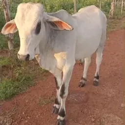 Rifa De Um Garote🐂