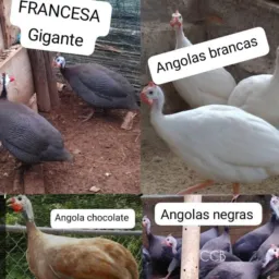 Rifa ovos férteis 🐣
