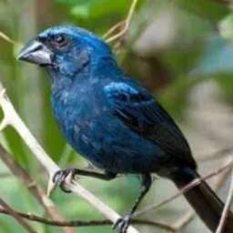 Rolo de pássaros,Criciúma e região