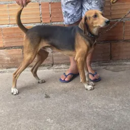 🌶️🌶️ CACHORRO BINGO COM AMERICANO CAPA PRETA  TOP DAS TOP