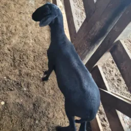 Rifa de um 🐏 Carneiro capão