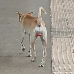 BELLA do Mangueirão