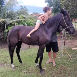 RIFA SE UMA POTRA 🏇