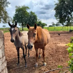 Vendas e rolo em neves🐴
