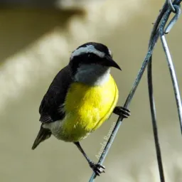 Troca e venda de aves Pernambuco