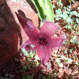 Vendas de plantas