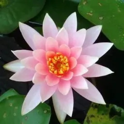 Flor de lótus