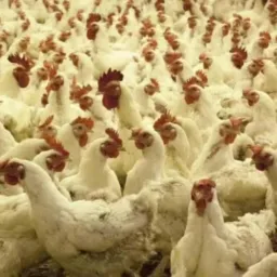 Grupo ouro branco 🐖🐖🐔🐔🐓🐓🇧🇷🇧🇷