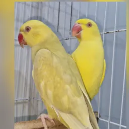 🍀CASAL DE RING NECK MACHO PALLID VERDE CINZA PORTANDO AZUL FÊMEA LUTINA PORTANDO AZUL 25🍀