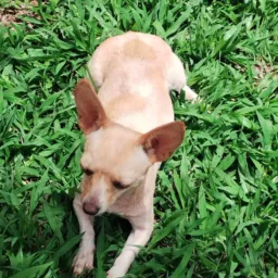 Pets Rio Verde go  vendas e trocas 🐶🐱🐣🥰🥰