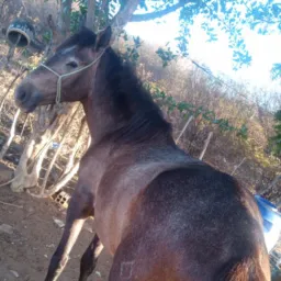 RIFA DE UM CAVALO🐎