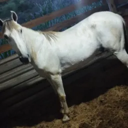Catira e venda Anápolis 🐴