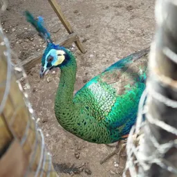 Todas as espécies de aves em geral BR