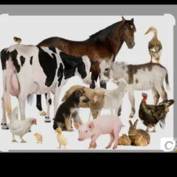 Boladores do Cruzeiro do Anil 🐐🐃🐑🐗🐖🐄🐓🦜🐇🦃🍀