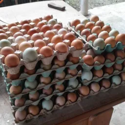 Ovos de galinha caipira 🥚