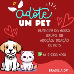 Adoção e doação Brasília df