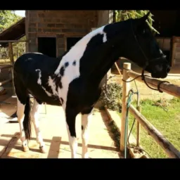 VENDA CAVALOS MOC REGIÃO