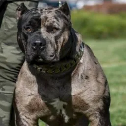 Brique só cachorro