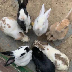 🕊️Trocas e vendas de animais 🦚