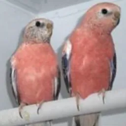 Bourke Rosa Brasília