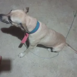 Rifa de uma cachorra mestre no tatú