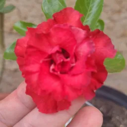 Rifa de flor deserto