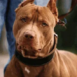 Amo pitbull