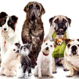 VENDA E DOAÇÕES DE ANIMAIS ✅🐶 🐾 leia e SIGA as Regras p/ NÃO ser REMOVIDO 😽