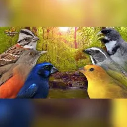 Grupo apenas só pra pássaro