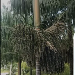 AÇAI DO AMARAL O MELHOR DE ENVIRA.AM