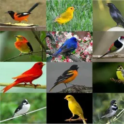 criar e prezevar 🕊️🦜🐦⬛🐦🐓🐔🦤🦢