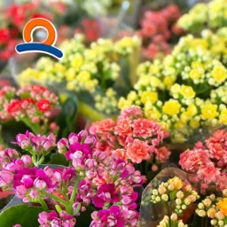 FLORES ECONOMART 💐