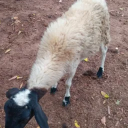 Rifa de um carneiro e 3 Pix de 50