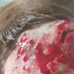 BRIGA DE VIZINHO CACHORRO É QUEM PAGA!!💔💔💔😡😡😡