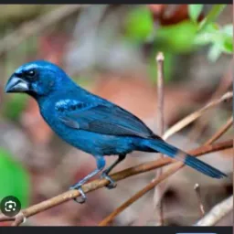 VENDAS E TROCAS DE AVES CAXANGÁ (PE)