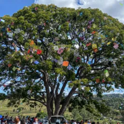Festival do semei