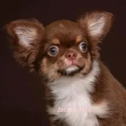 Chihuahua Região Sudeste