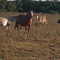 Brique de animais