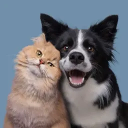 AUMIGOS PARÁ 🐶🐱❤️! AJUDANDO PETS A UM NOVO LAR!