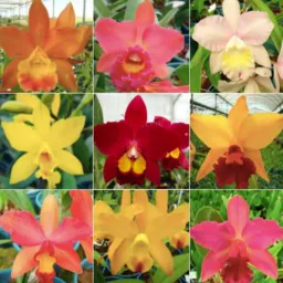 VENDA DE FLORES - Bauru - SP